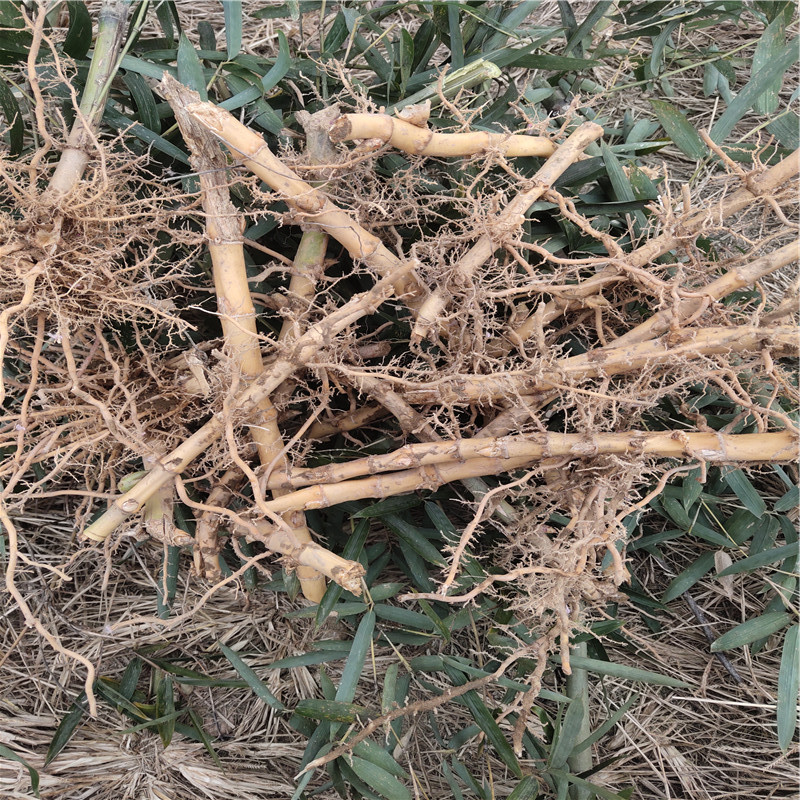 新鲜现挖竹鞭竹根坚硬纯天然复古搁笔功夫功夫茶其他药食同源食品