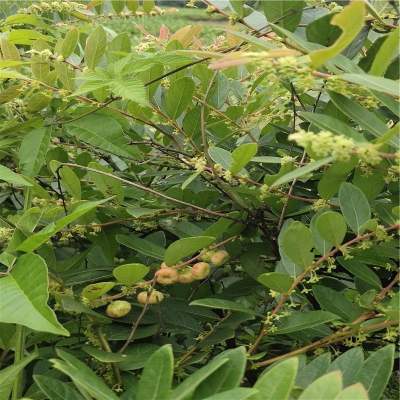 新鲜野生中药材算盘子根野南瓜根馒头果算盘珠漆大姑纯根5oog包邮