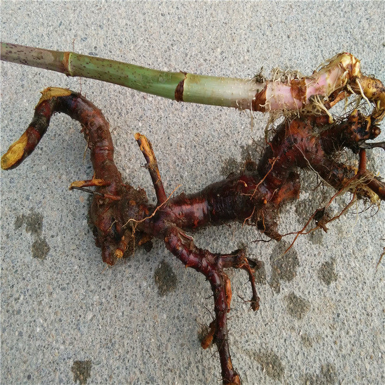 新鲜虎杖根正品酸筒杆大接骨苦杖花斑斑竹中药材其他药食同源食品