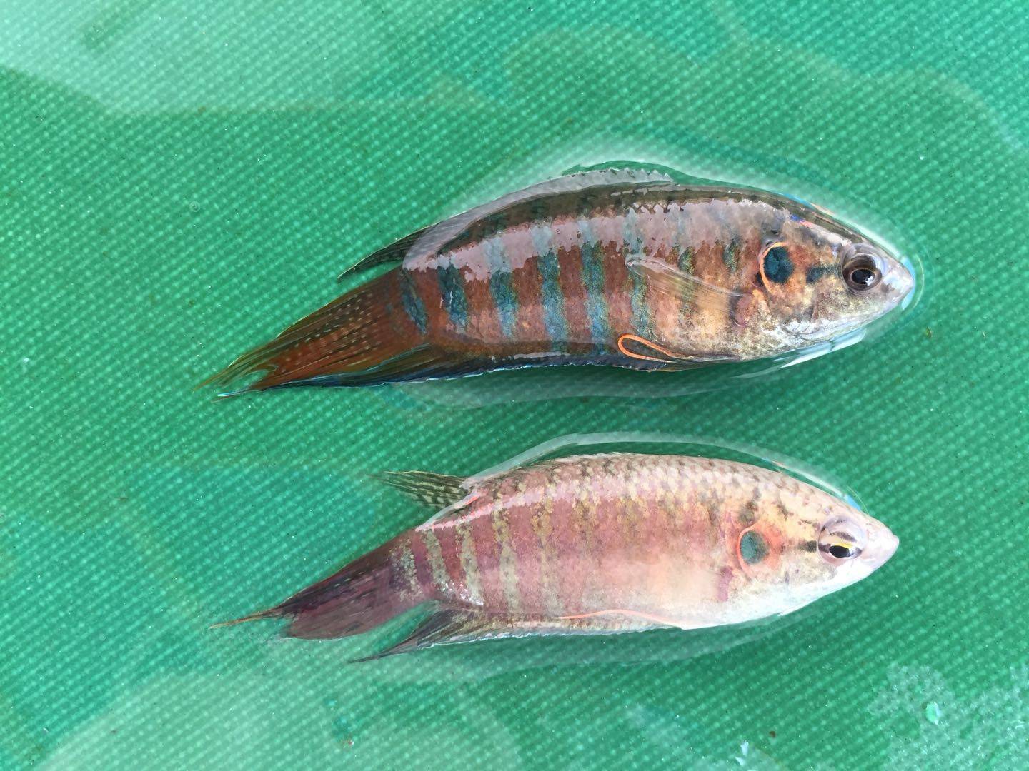 中国斗鱼普叉观赏鱼小型活体热带鱼小鱼鱼苗鱼