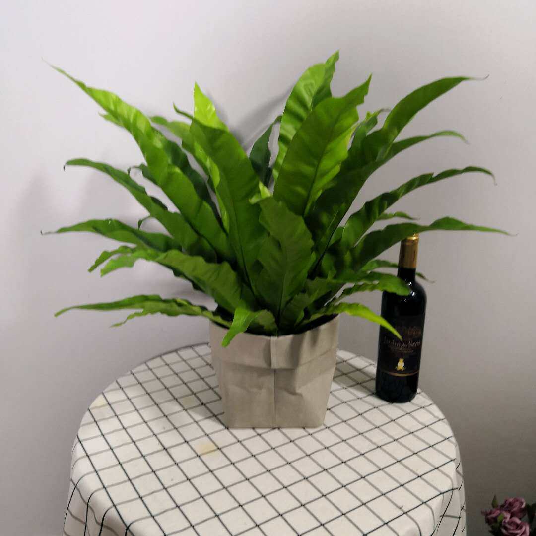 鸟巢蕨大盆栽室内大型植物客厅庭院甲醛净化空气大型绿植