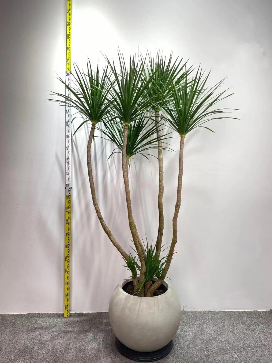 网红造型龙血树老桩多头龙须树客厅大型绿植室内大型绿植