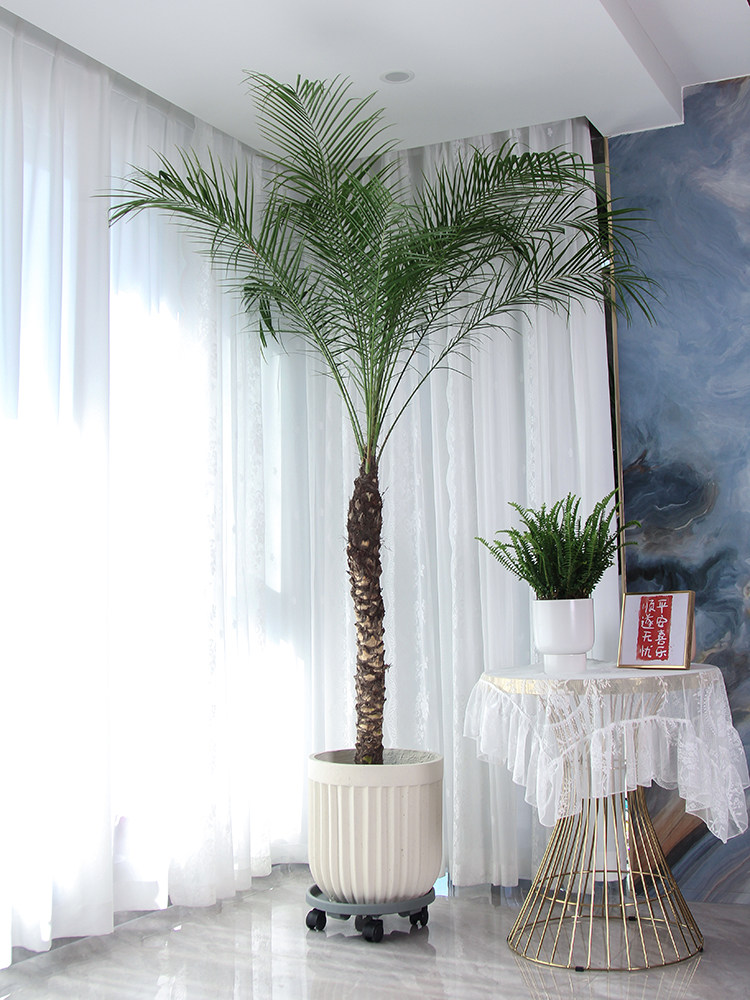 针葵盆栽棕榈树网红植物椰子树室内办公室甲醛美丽大型绿植