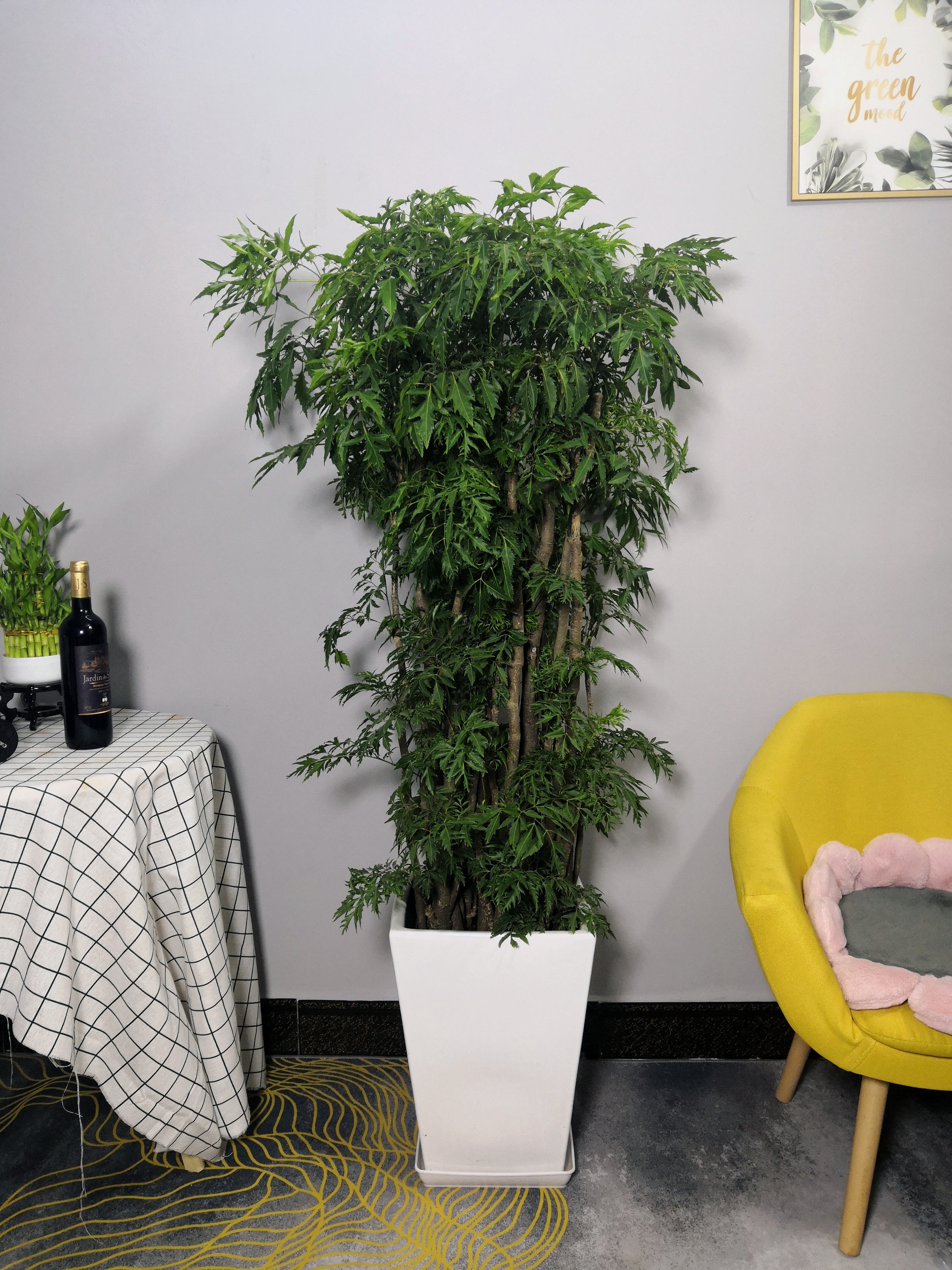 盆栽羽叶福禄名贵金钱室内大型客厅办公室净化空气大型绿植