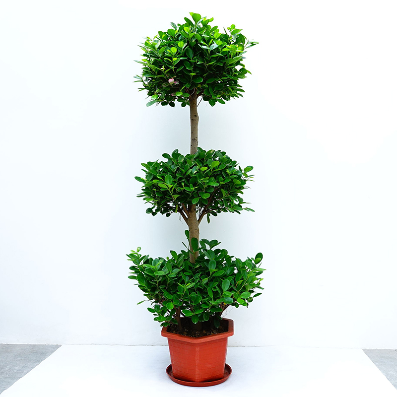 植物摇钱树盆栽室内三层绿植金钱招财客厅大型绿植