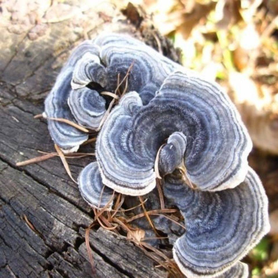 灵芝野生长白山整枝之蘑白底新货青芝250g黄云芝整枝灵芝