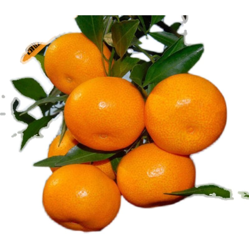 浙江临海涌泉蜜桔宫川无核蜜橘新鲜水果无籽桔子