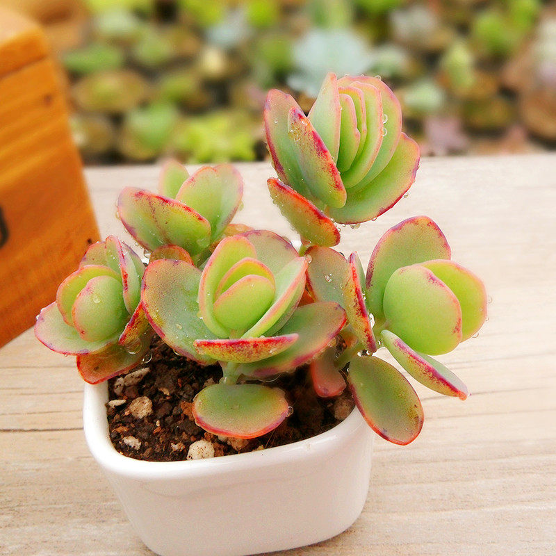 白姬之舞多植物盆栽花卉办公办公室室内办公桌防辐射多肉植物