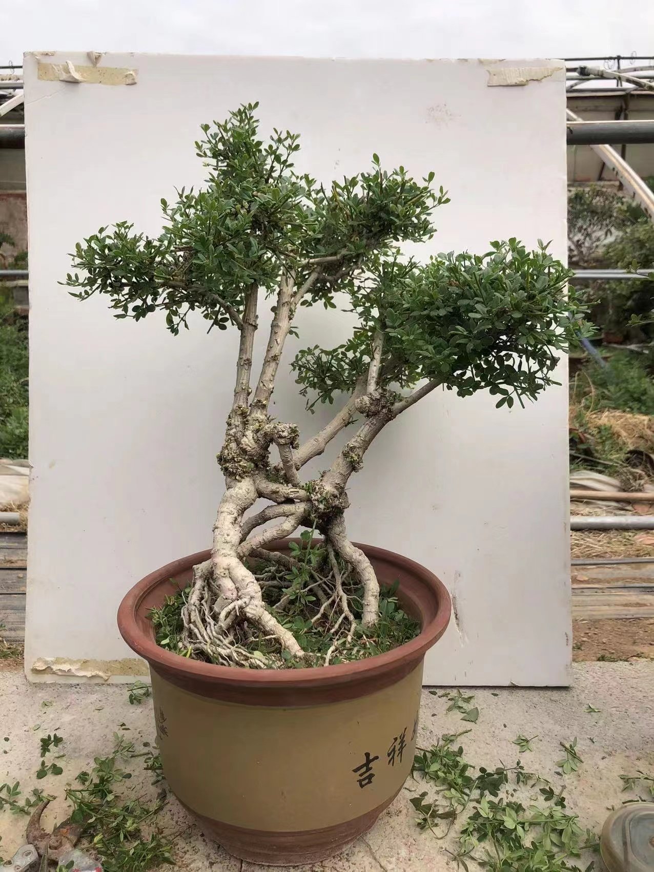 老桩迎春盆景龙爪迎春花盆栽阳台实物拍摄一体时令草本花卉