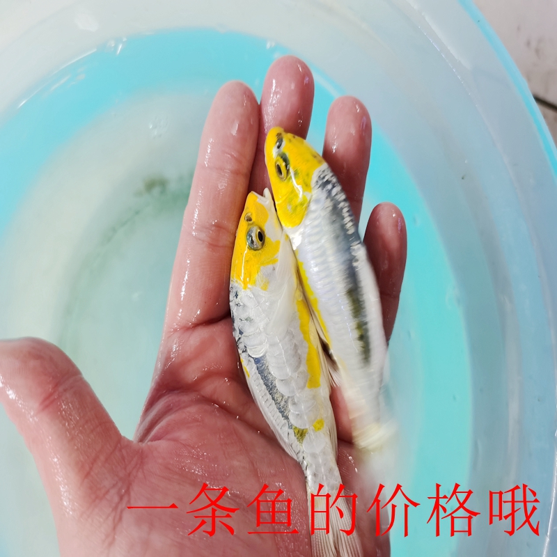 锦鲤松叶进口活体观赏鱼德系秋翠孔雀金松叶银松鱼