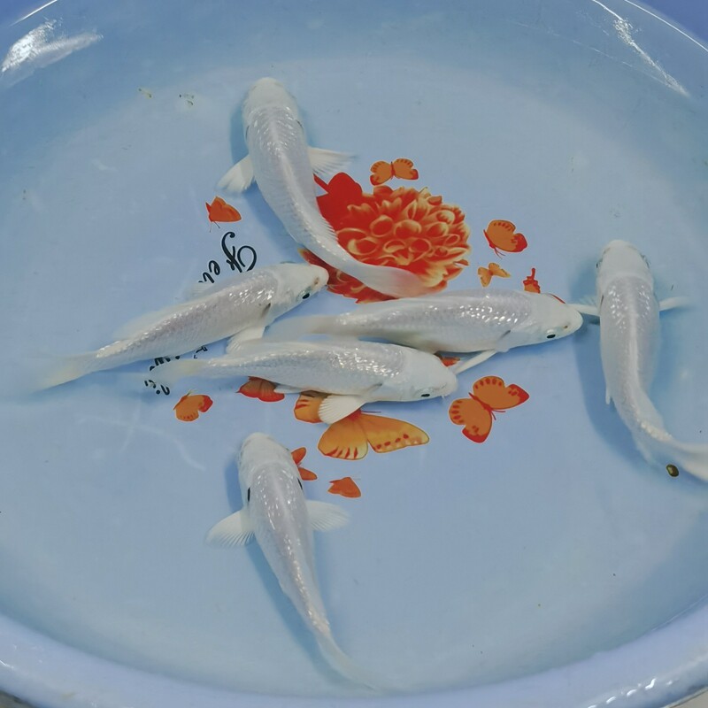 观赏鱼球体蝴蝶鲤鱼活体短身贵妃龙鲤纯种大尾鱼