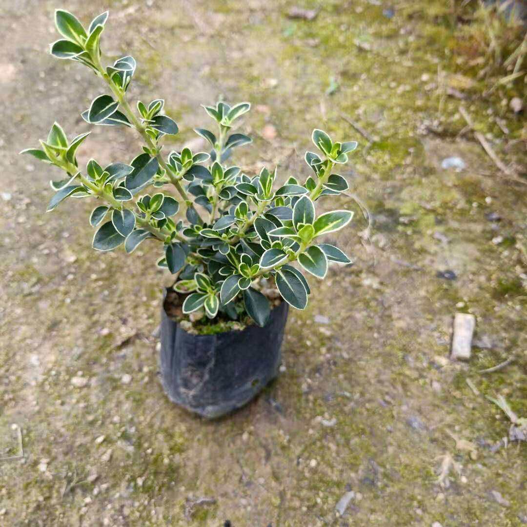 四季常青提根金边六月雪小苗盆景花卉盆栽绿植时令草本花卉