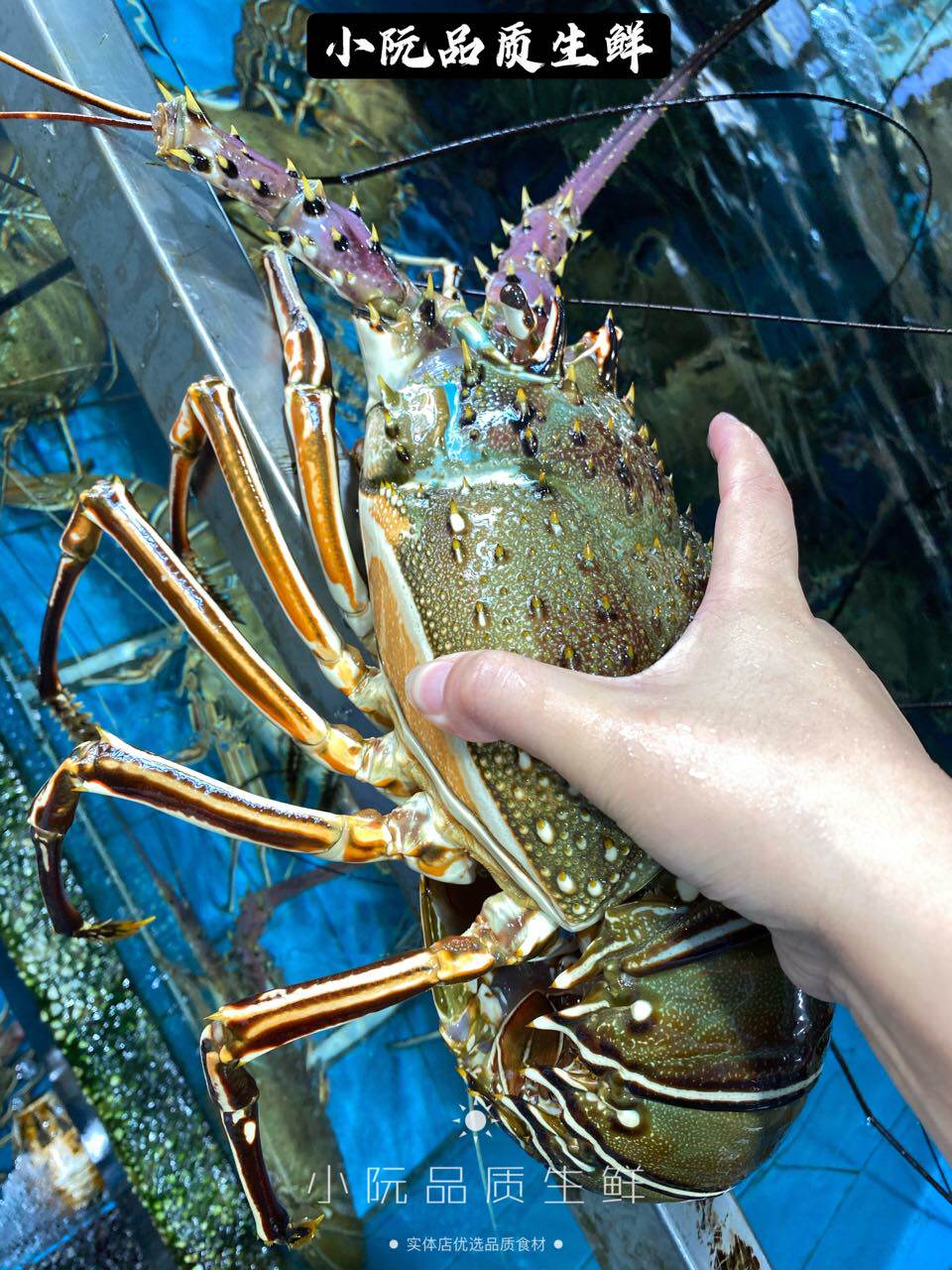 龙虾鲜活莫桑比克大青500g称重澳洲青龙活冻海鲜冻虾