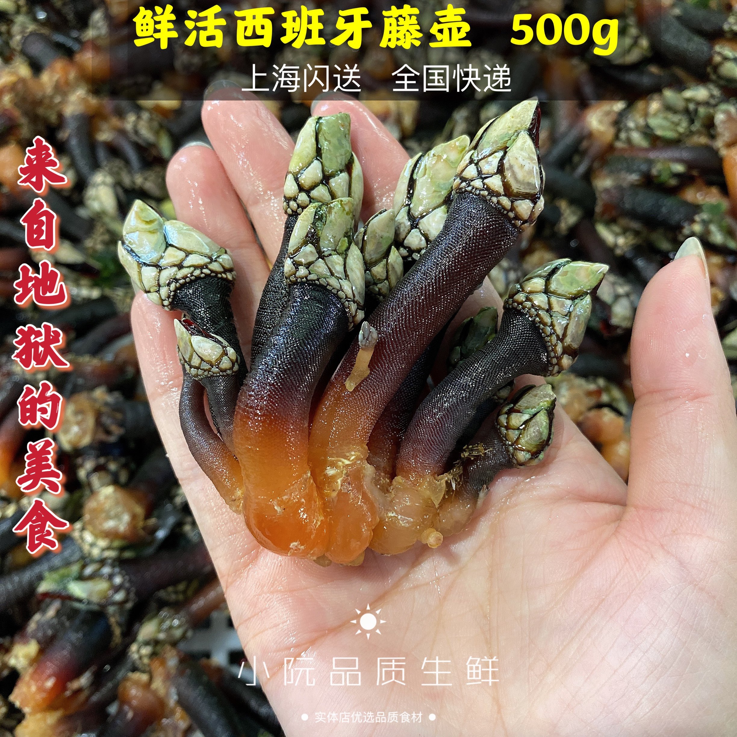 藤壶西班牙500g新鲜野生佛手螺狗爪螺龟脚鸡爪其它