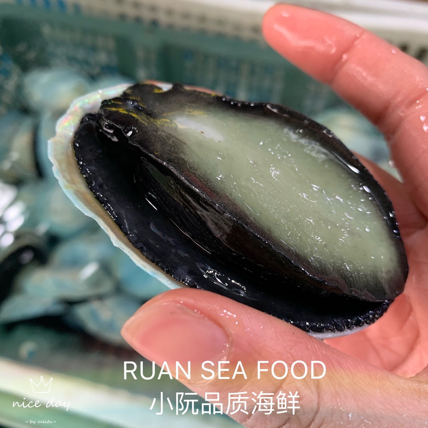 鲍鱼上海闪送新西兰野生蓝鲍鱼刺鲜活新鲜500g鲍鱼