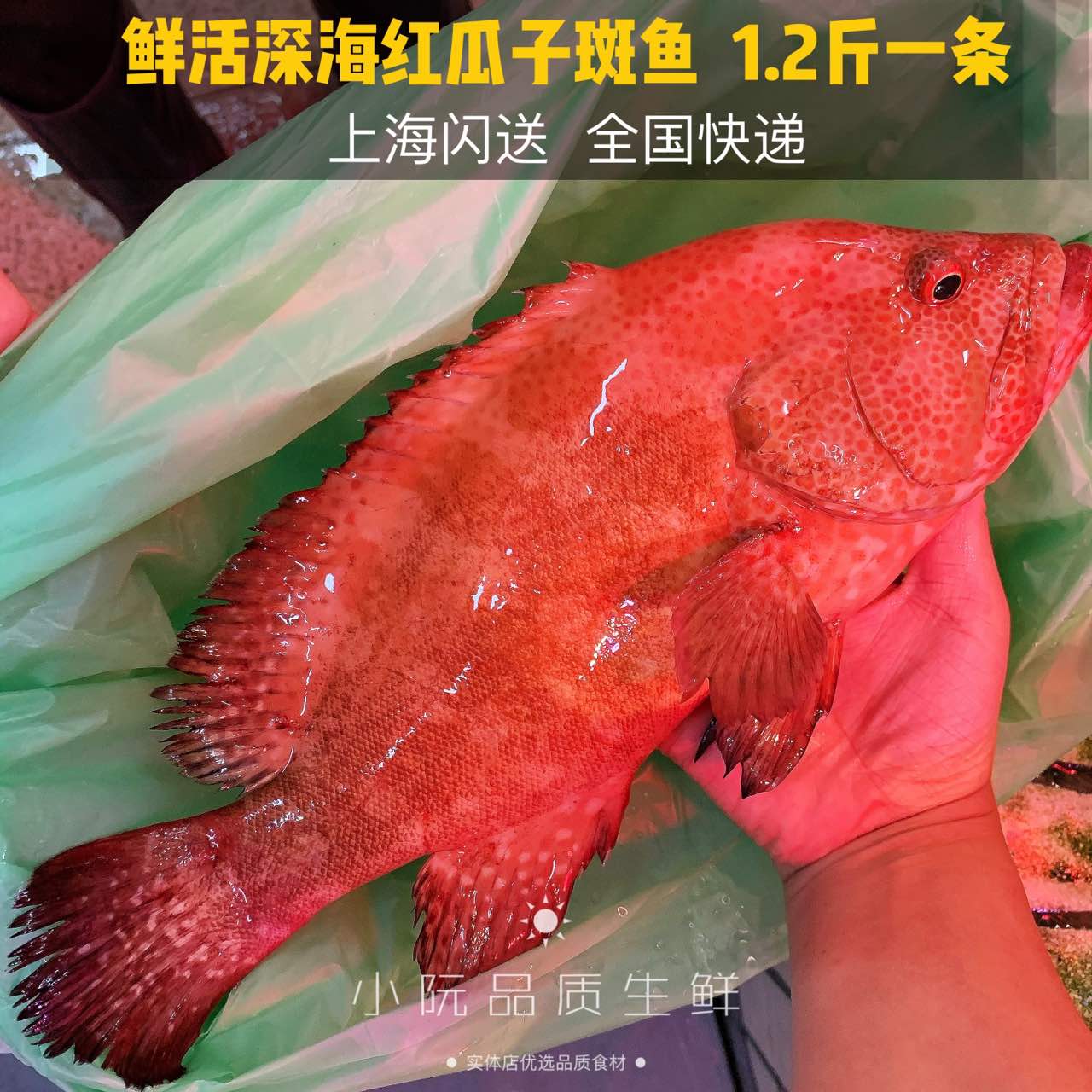 野生鲜活瓜子一斤称重海鲜青石石斑鱼老虎斑龙斑鱼
