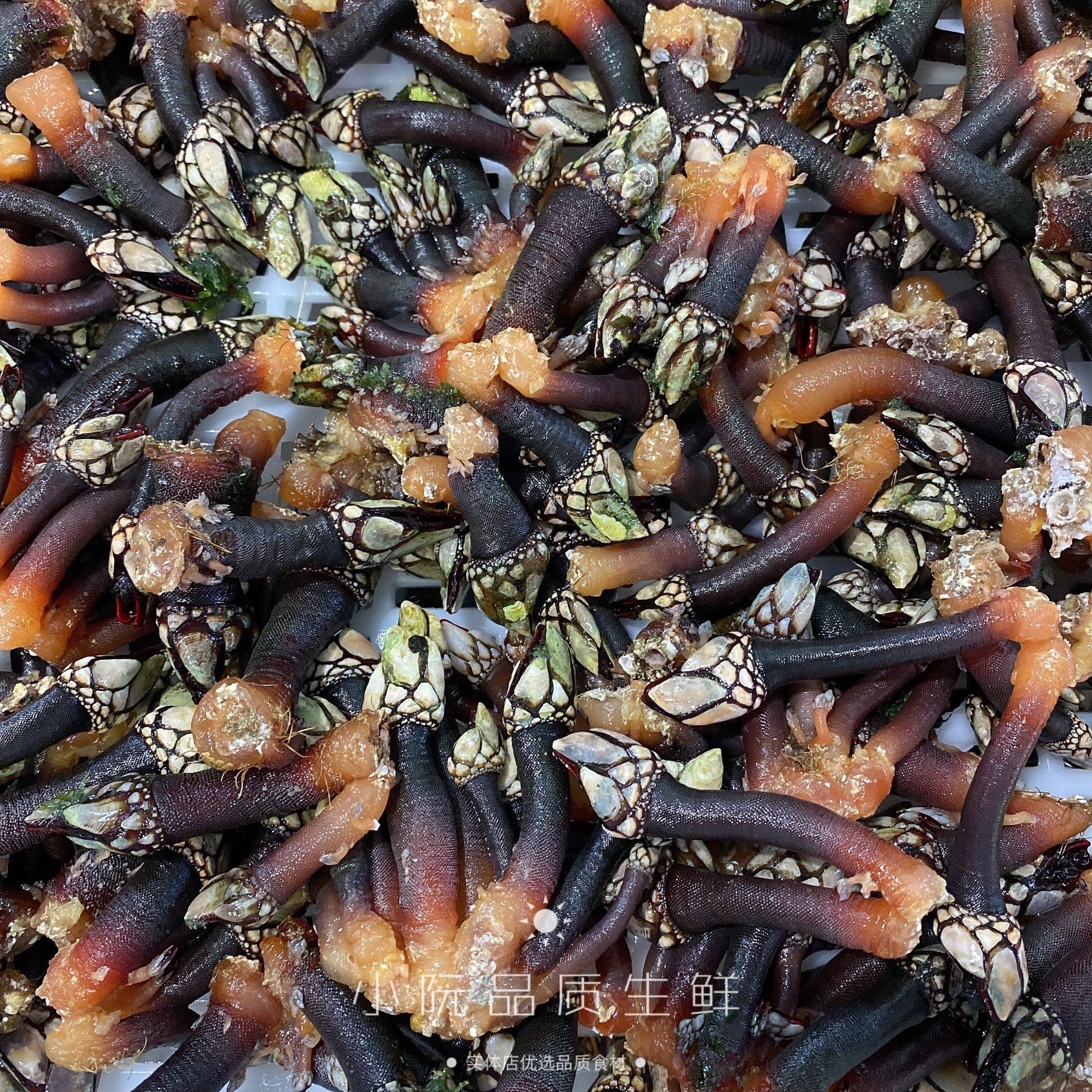 藤壶西班牙500g新鲜野生佛手螺狗爪螺龟脚鸡爪其它