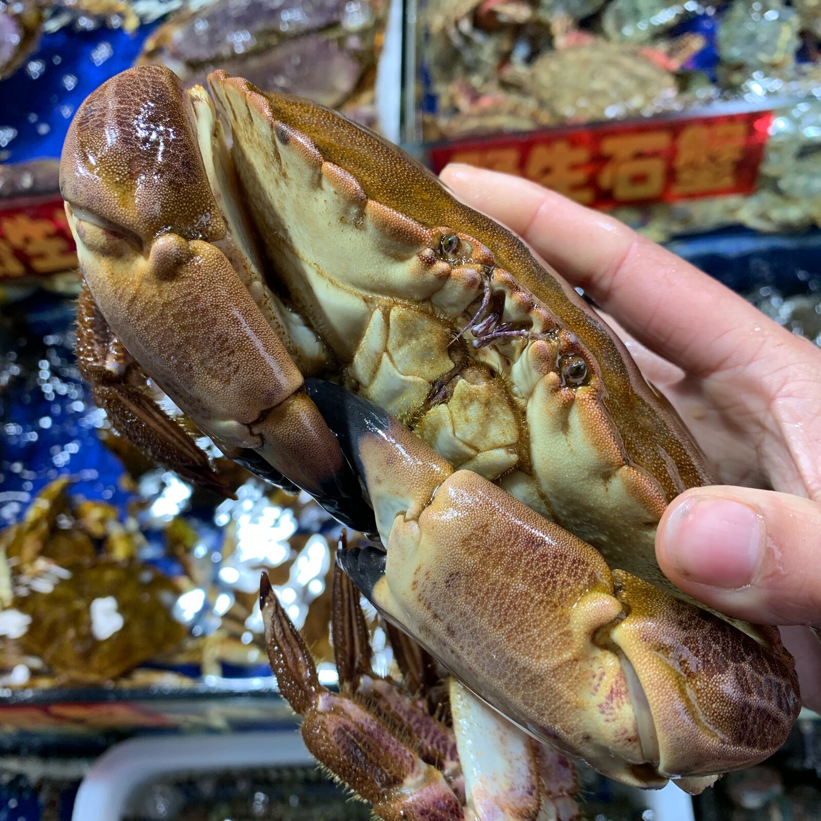 上海闪送鲜活面包一斤单价珍宝英国黄金螃蟹黄金蟹