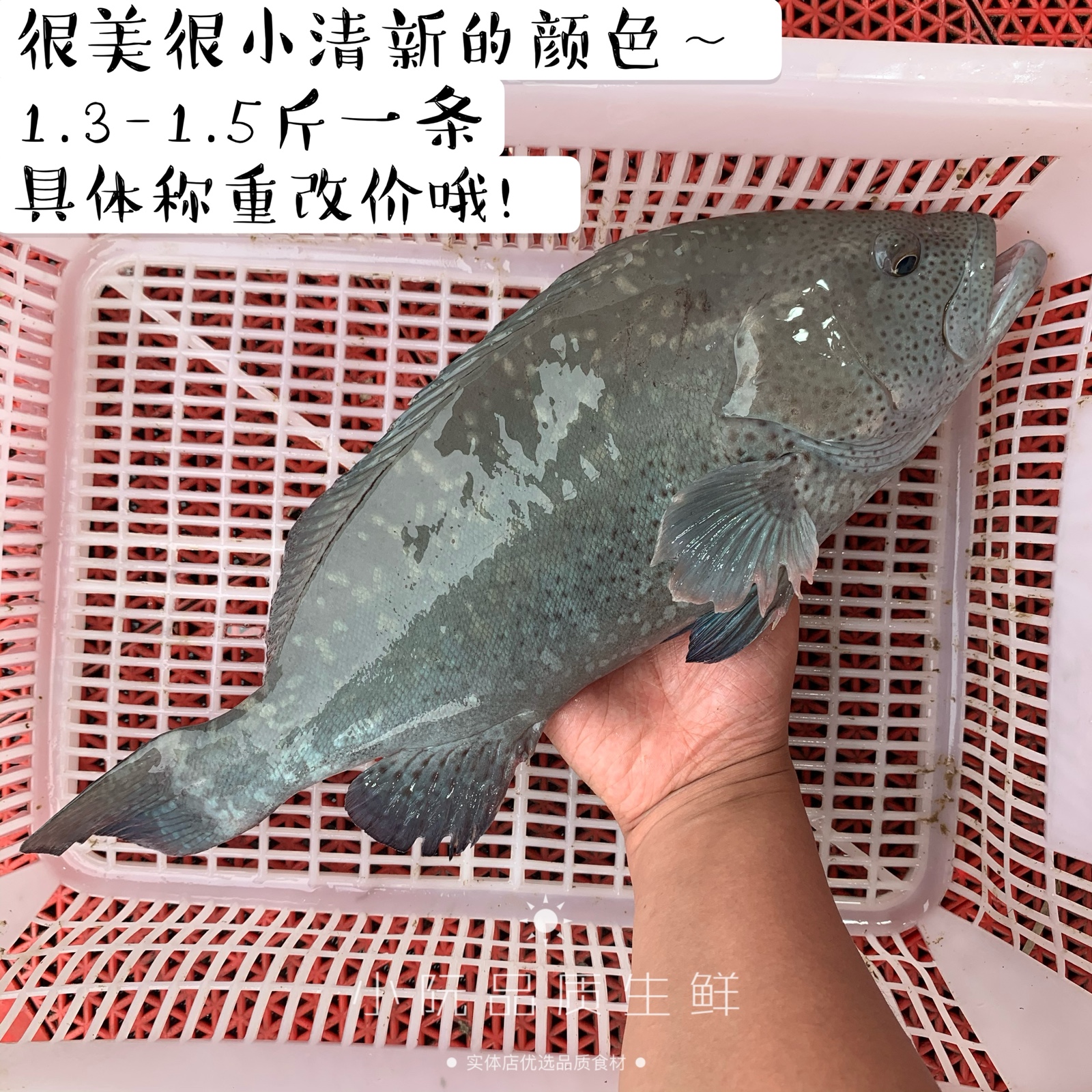 野生鲜活瓜子一斤称重海鲜青石石斑鱼老虎斑龙斑鱼