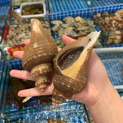 上海鲜活角螺海鲜特大水产生活鲜大海螺香螺花螺500g
