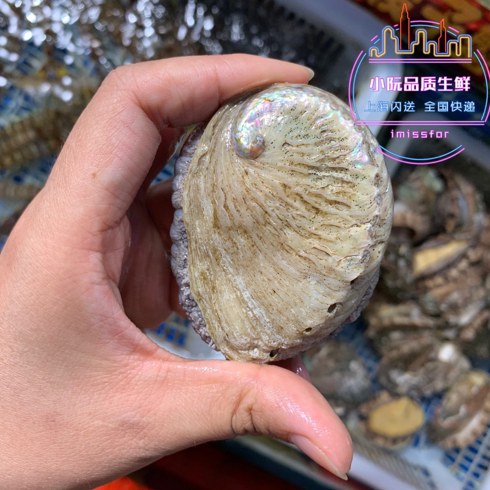 南非珍珠鲍鱼进口特产野生海鲜鲜活500g顺丰鲍鱼