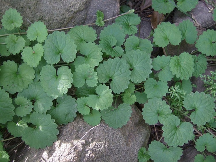 连钱草金钱草新鲜透骨消铜钱草胡薄荷遍地香落地金钱中草药材