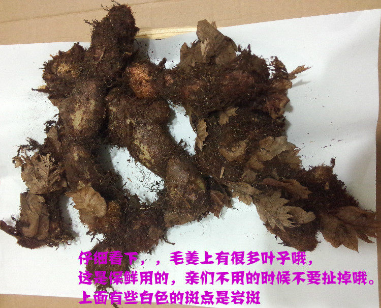 新鲜骨碎补毛姜爬岩姜巴岩姜猴姜申姜防脱生发骨折500克包邮