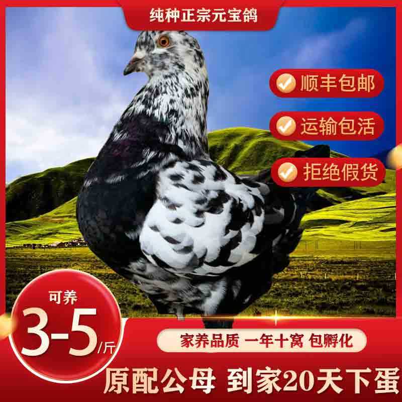 纯种元宝鸽子一对观赏正宗特大型肉鸽纯正青年鸟