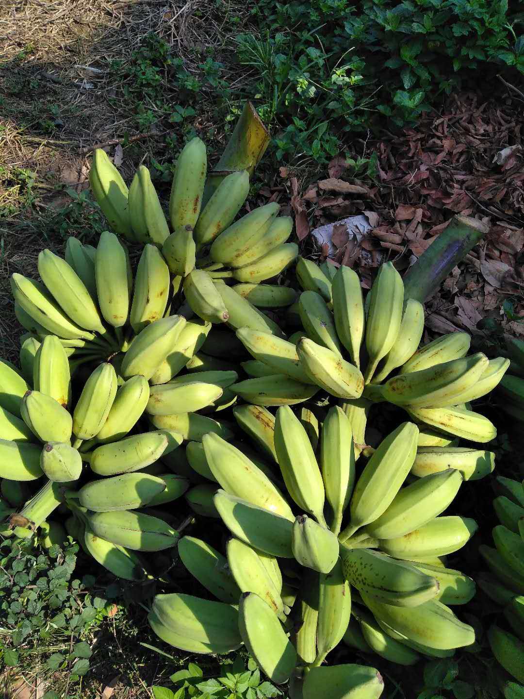 芭蕉牛角广西新鲜香蕉酸甜牛蕉巴蕉非粉香蕉