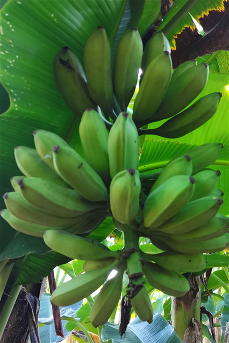 芭蕉酸甜广西香蕉新鲜水果5斤10斤野生巴蕉香蕉