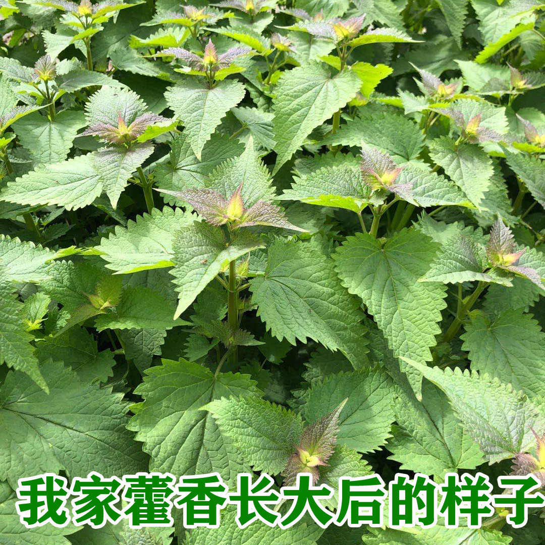 藿香小苗正宗四川川土香菜5株包邮叶菜类