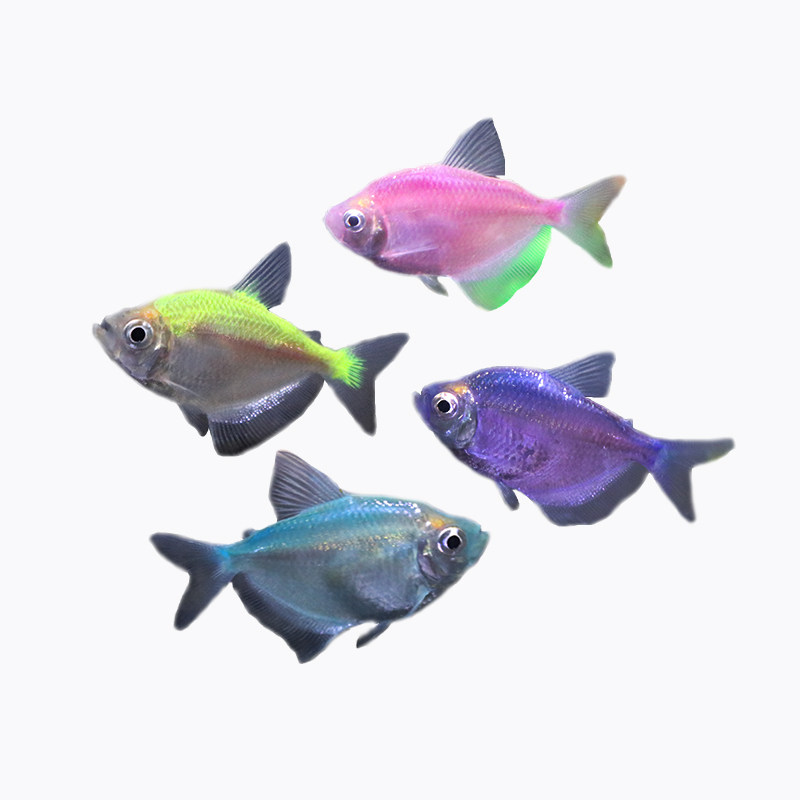 彩裙七彩虹灯火小型热带观赏鱼水草缸群游淡水族鱼