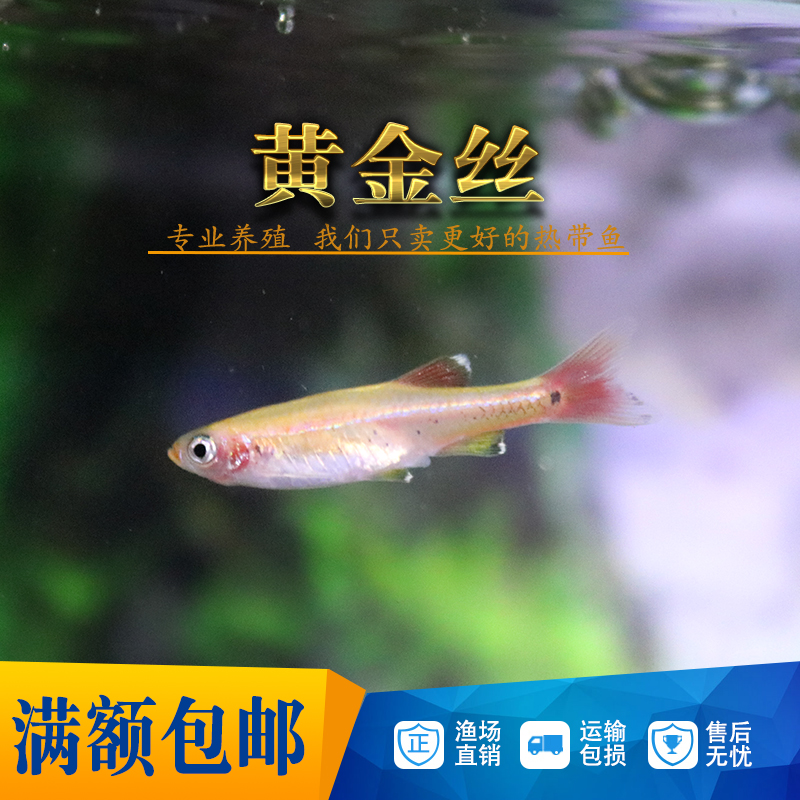 红金丝鱼长尾大帆红尾黄化金丝鱼冷水淡水观赏活体灯科鱼包活