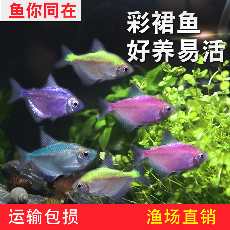 彩裙七彩虹灯火小型热带观赏鱼水草缸群游淡水族鱼