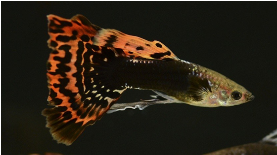 豹点孔雀鱼 豹纹孔雀鱼 孔雀鱼 热带鱼 观赏鱼 活体 配对装 高档