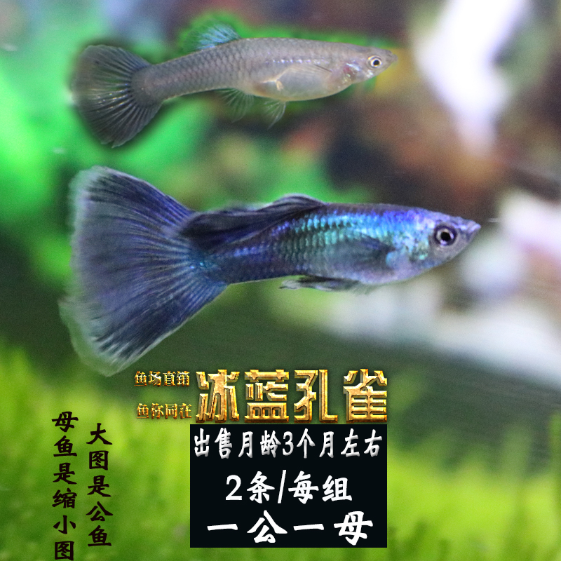 冰蓝孔雀鱼 莫斯科冰蓝孕母 孔雀鱼 热带鱼 观赏鱼 活体 配对装