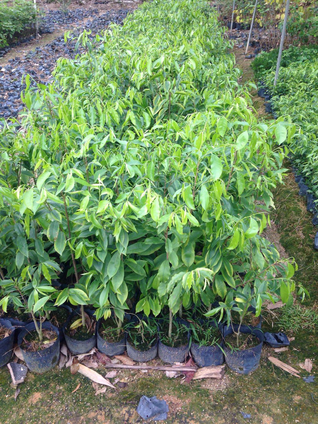 沉香珍稀名贵苗木正宗海南树苗白木香蚊虫植物行道树