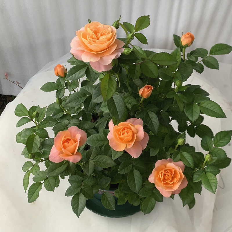 花卉盆栽果汁阳台月季月季花花苗大花欧月室内花卉