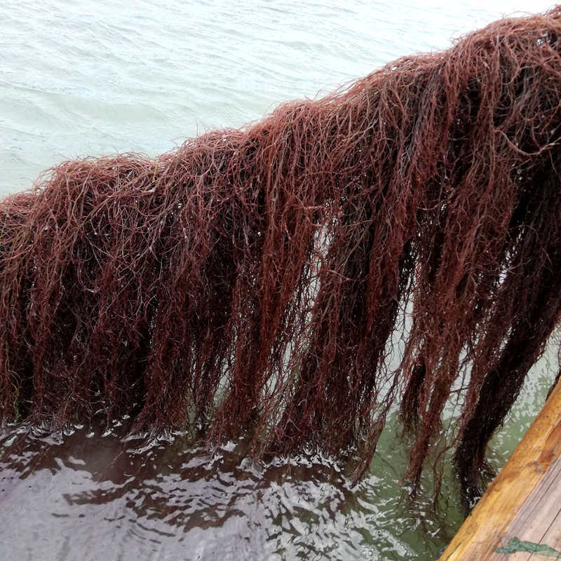 干海发菜龙须菜海藻长寿海草发财干货火锅凉拌紫菜