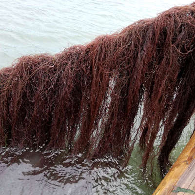 干海发菜龙须菜海藻长寿海草发财干货火锅拌菜海菜半斤紫菜