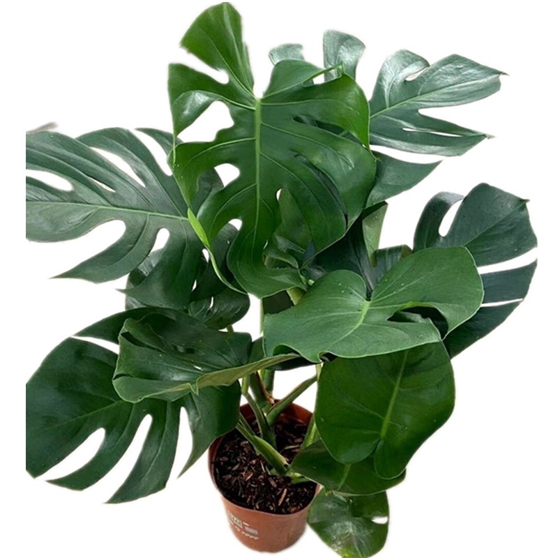 斗南土豆花坊龟背绿植盆栽云南昆明发货原盆绿植