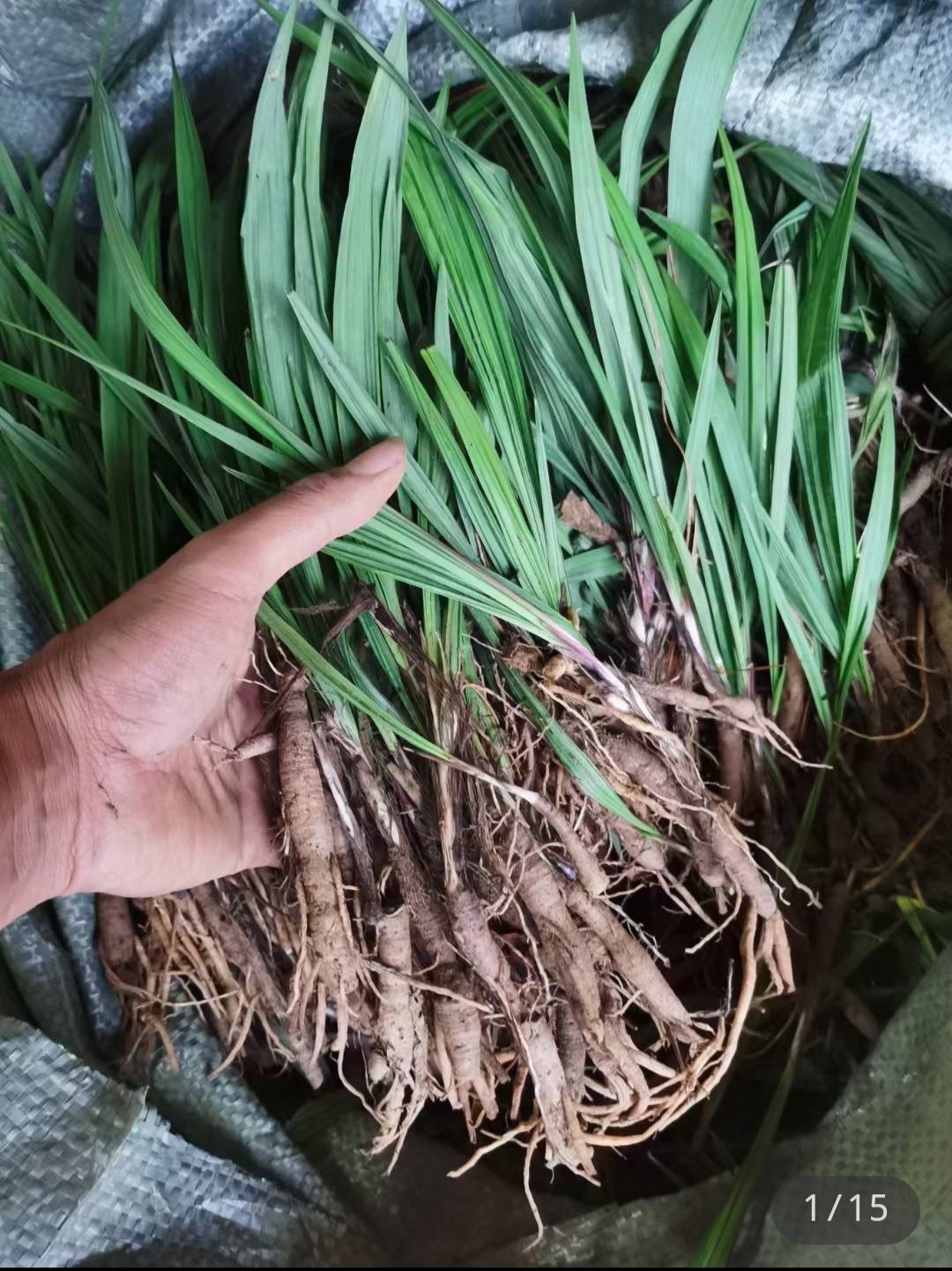 新鲜苗药仙茅中草药材500g包邮贵州地棕独茅其他药食同源食品