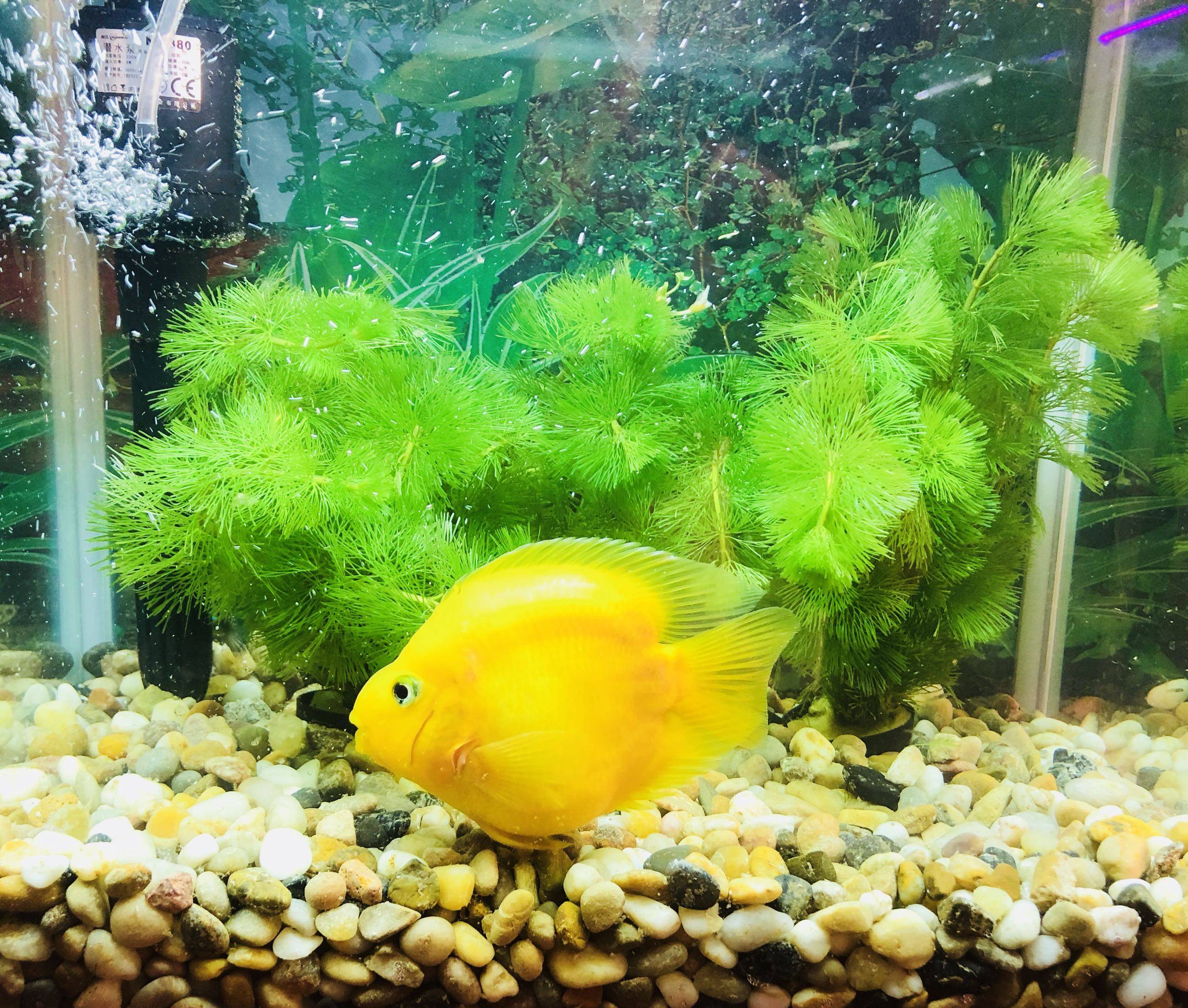 鹦鹉鹦鹉鱼活体黄金元宝热带观赏风水梅花发财鱼鱼