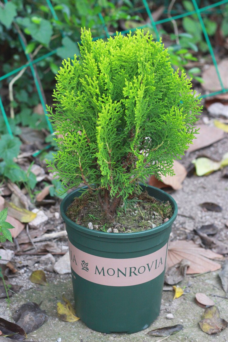 侧柏龙柏塔松树盆景绿植室内外阳台扁柏植物树苗绿植