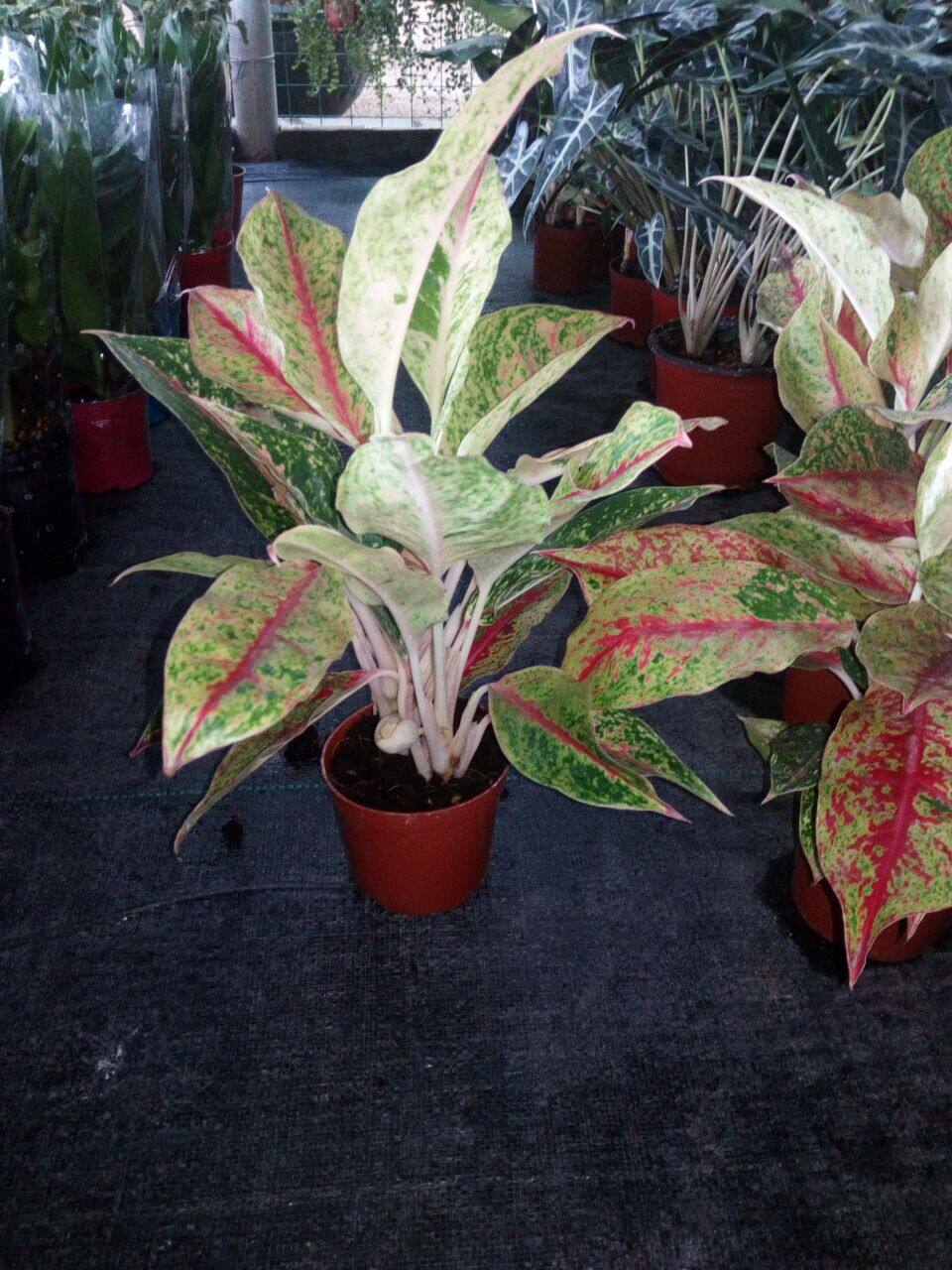 烟花花彩如意皇后粗肋草花叶彩叶植物室内观赏绿植