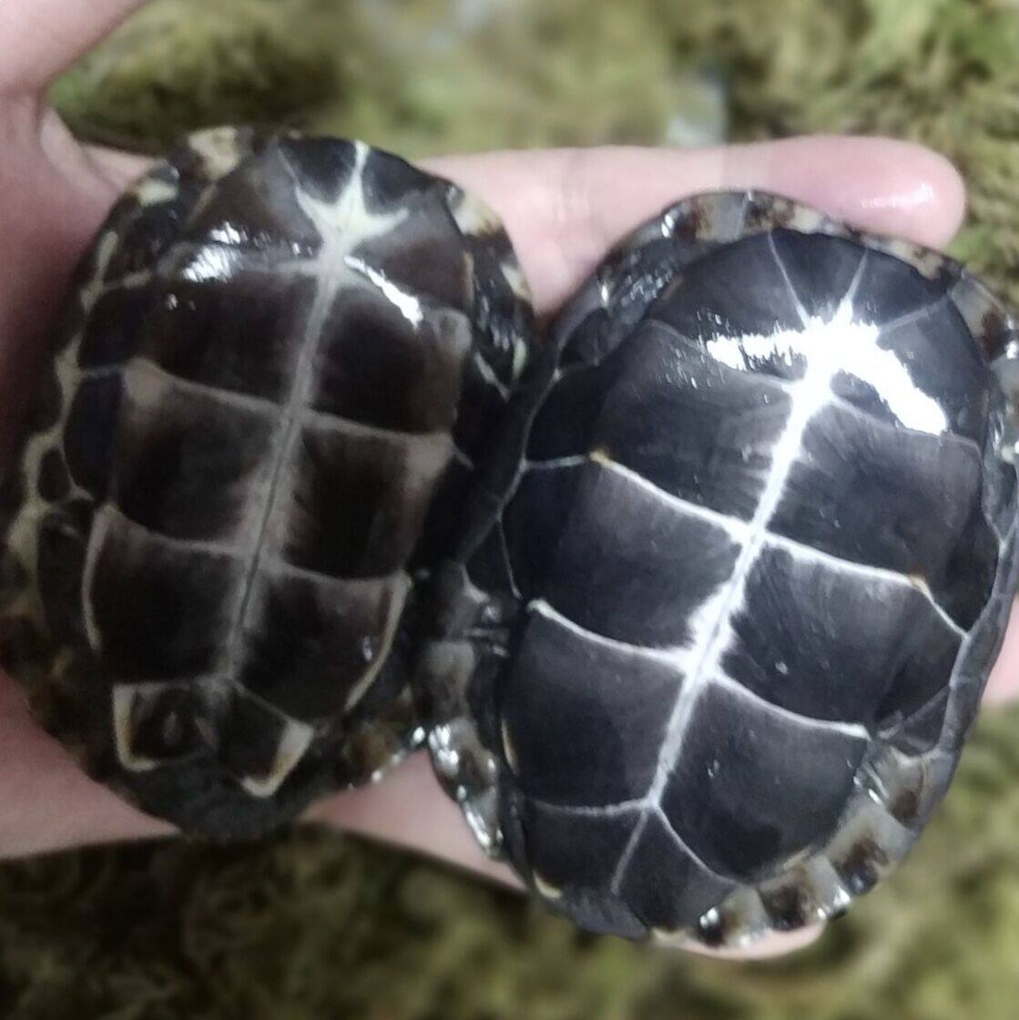 草龟腹墨中华外塘公母金线龟苗活体乌龟半墨龟