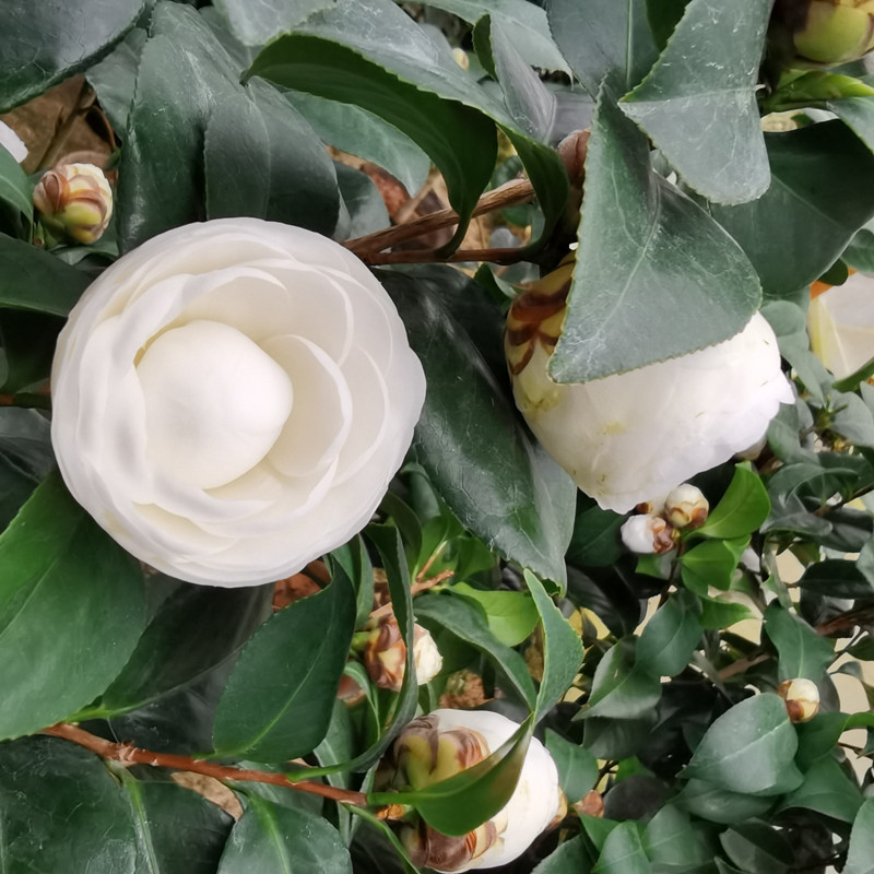 白花茶花东方亮大型盆栽树苗花苞绿植花卉客厅时令草本花卉