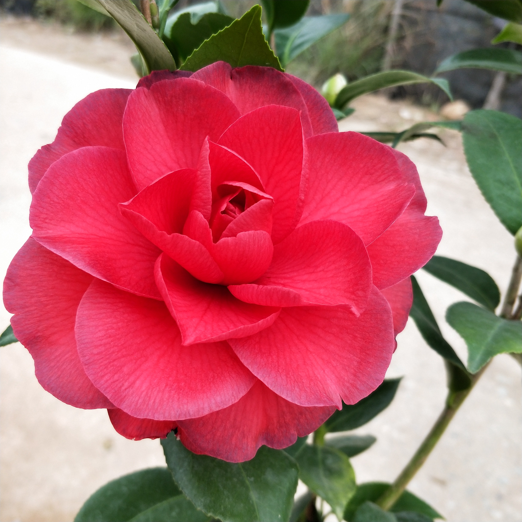 青叶贝拉拉大玫瑰大型山茶花树苗室内盆栽花卉时令草本花卉