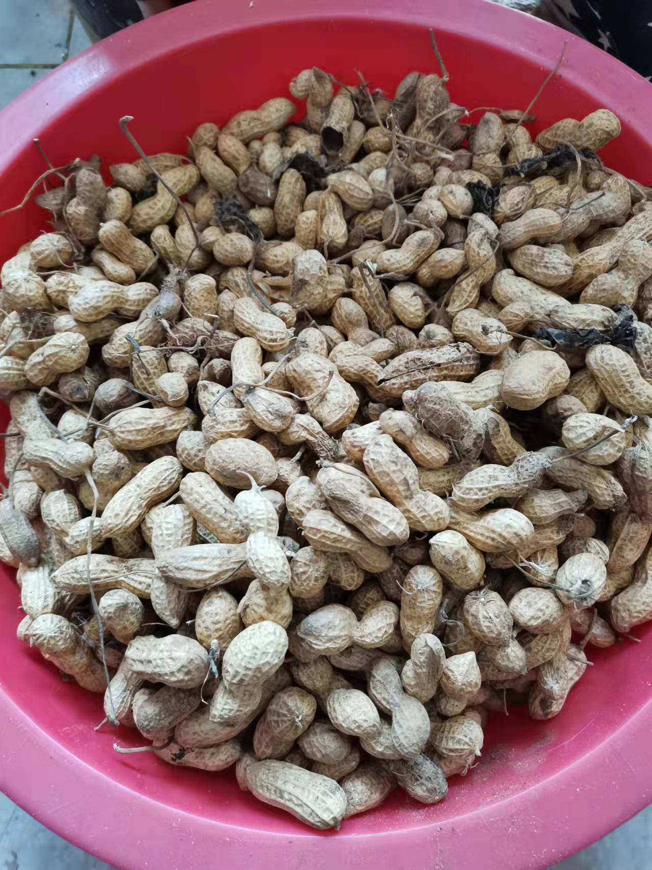 烟台烟台山山地花生花生米米仁农家自种手大小饱满其它