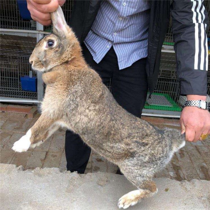 兔子活物一对对公大型肉兔种成年巨型家养公大兔